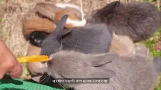 rat & rabbit