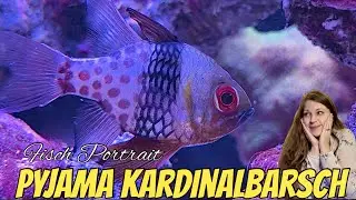 Fischportrait: PYJAMA-KARDINALBARSCH🐠: Sphaeramia nematoptera Haltung, Verhalten & meine Erfahrungen