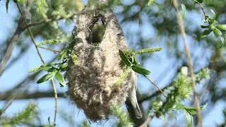 Birding Berlin & Brandenburg April 2020 Version