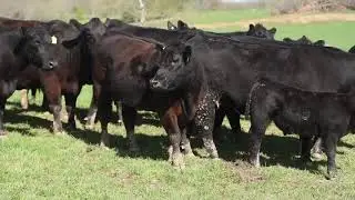 Jeff Dickey Calves