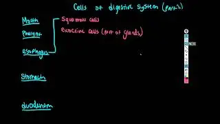 Digestive system cell types