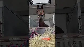 Лу переехал в новый дом 🤎🖤❤️ #2024 #horse #lu #equestrian #лошади #лу #весна #луи  #konetaxi