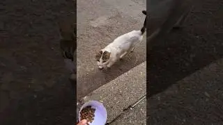 Feline Independence: Watch This Cat Refuse Food Even When Her Owner Calls!