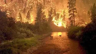 Amazon Rainforest fire in Brazil  || Our lungs are on fire|| [Amazon Rain Forest] #amazon #fire