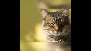 Cute cats                                                #cats #cute #theanimalshow #animals