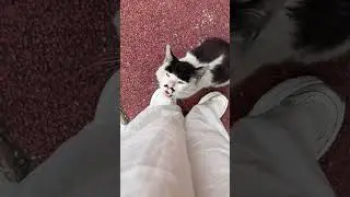 Dogs are dramatic little actors 🤣 #dog #fyp #Funny #viral #funnyvideos