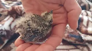 взял птенца посметюха на воспитание🤗
