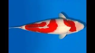 Koi Auktion Dainichi Kohaku Nisai RedTiger female 56cm T06-0058