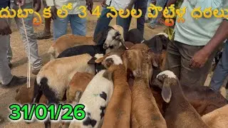 దుబ్బాక అంగడి 9949790308 #goat #farming #videos 