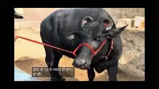 आज़ ख़रीदे 15-16 लीटर दुध के टॉप के नगीनें 💎 Brar Dairy Farm 8769387099 #baffalo #cow #dairyfarm 