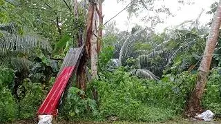 Typhoon 
