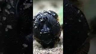 Geotrupid beetle (Mycotrupes?) 🇧🇷 Brazil