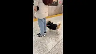 Country Dog&rsquo;s First Trip to the Big City!