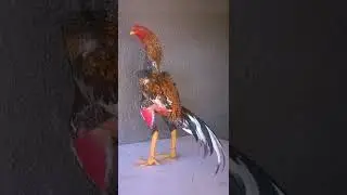 Gallos de Combate Bolivianos (Ejemplares y Reproductores)