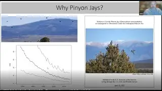 Pinyon Jay Community Science Project: An Introduction by  John Boone