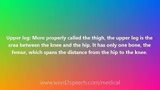 Upper leg - Medical Definition and Pronunciation