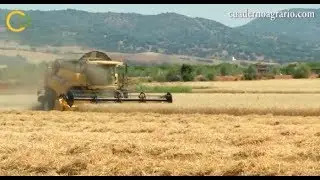 Recolección de trigo en Lora del Río, Sevilla