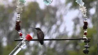 Bee Free Hummingbird Swing