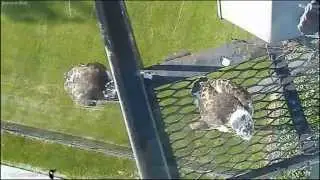 CornellRTHA Cam  'We Have First Fledge!'  8:05 am  _6.06.14_