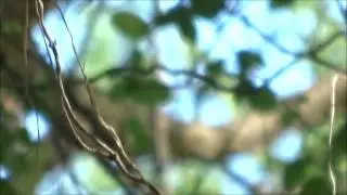 Squeaking of immature birds