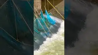 Fishing birds #net fishing