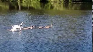 Cygnets swimming fast