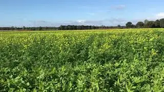 Nutrigeo voor de groenbemester op een slechtgroeiend stuk