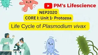 CORE I: PROTISTA: ЖИЗНЕННЫЙ ЦИКЛ PLASMODIUM VIVAX #nep2020 #зоология #выпускной