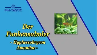 Der Funkensalmler - Hyohessobrycon Amandae