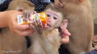New Abandoned monkey that release Kunthea is look after short time have some milk and foods for Him