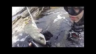 Spearfishing - Very shallow white sea bream