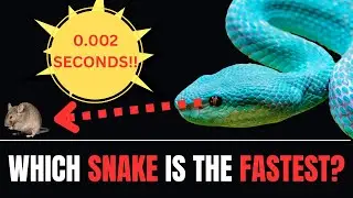 FASTEST SNAKE STRIKERS #snake #viper #amazingfacts #nature #science