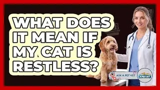 What Does It Mean If My Cat Is Restless?