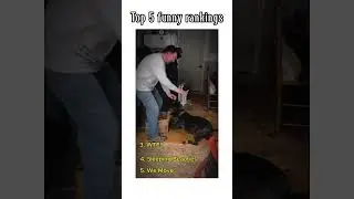 Top 5 funny ranks | #shorts  #funny #pets #cute