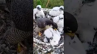 A mother peregrine falcon comforts her frightened chick #wildlife #nest #birds