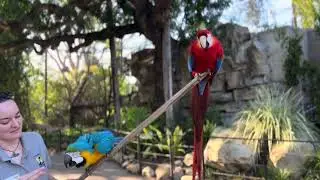 Santa Barbara Zoo Walk Through 2025