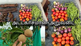 Attagasamana Aruvadi ☺️😱 Garden Tips..#trending #viralvideo #vegetables #ytviral 