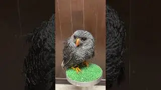 【ライブ】クロオビヒナフクロウのユウちゃん初登場！　#owl #癒し #birds 
