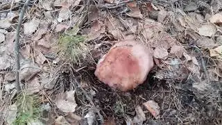 Рядовка фиолетовая (Lepista nuda)