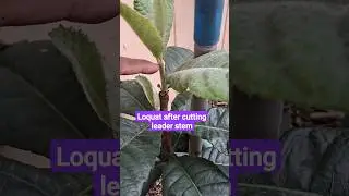 Loquat showing 2 new stem after pruning #kwinngarden #plant #urbangardener #gardening #loquat