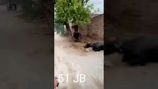 61 JB 61 JB. Faisalabad,