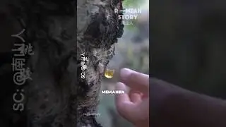 Dari Getah Menjadi Camilan Sehat