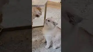 #009 Funniest Videos#funniestanimals #animalpets Animals Videos#funnycatsvideo #catspetsandanimals