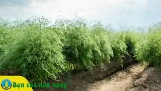 Quy trình xây dựng Mô hình Trồng Măng tây hộ gia đình