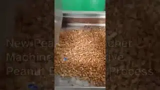 New Peanuts Blancher Machine for Effective Peanut Blanching Process