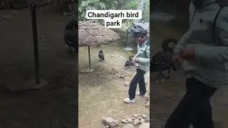 chandigarh bird park #shorts #trending #chandigarh #shortsfeed