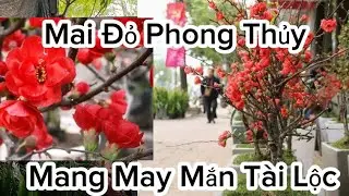 Cây Hoa Mai Đỏ Đang Chi Chít Nụ Chơi Tết Nở Đỏ Rực Cây Vừa Đẹp Vừa Sang
