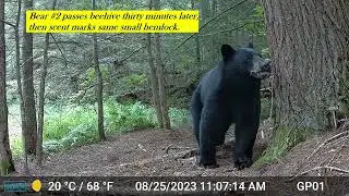 3 bears scent marking late summer