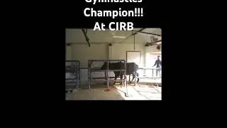 Gymnastics Champion buffalo at CIRB Hisar