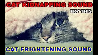 Scare The Cat | Scaredy Cat Song | Cat Frightening Sound